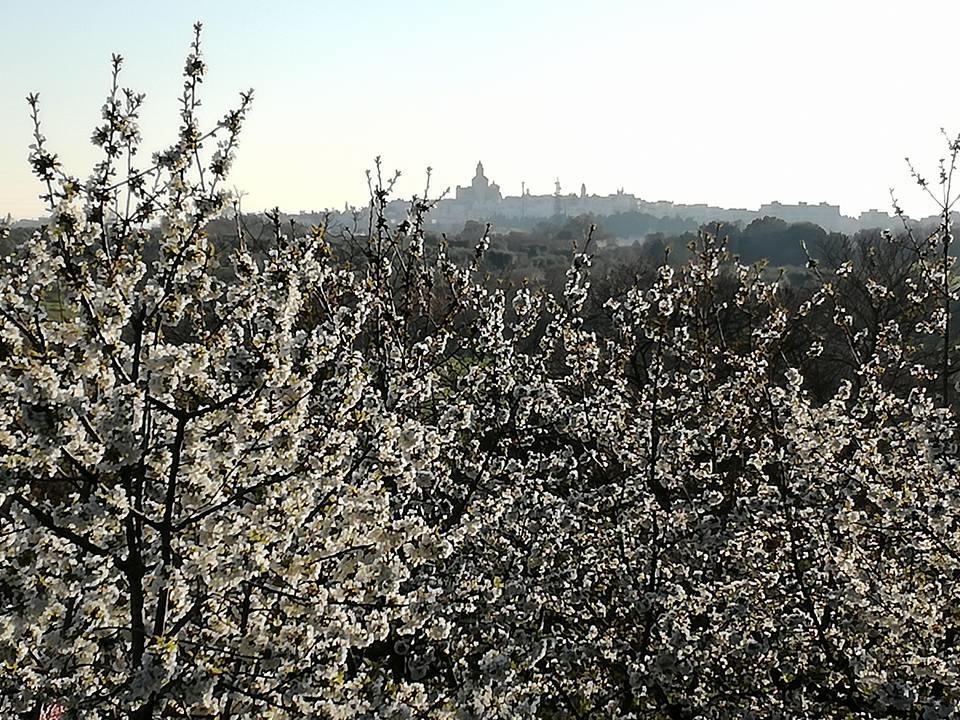 B&B Masseria Nardelli Локоротондо Экстерьер фото